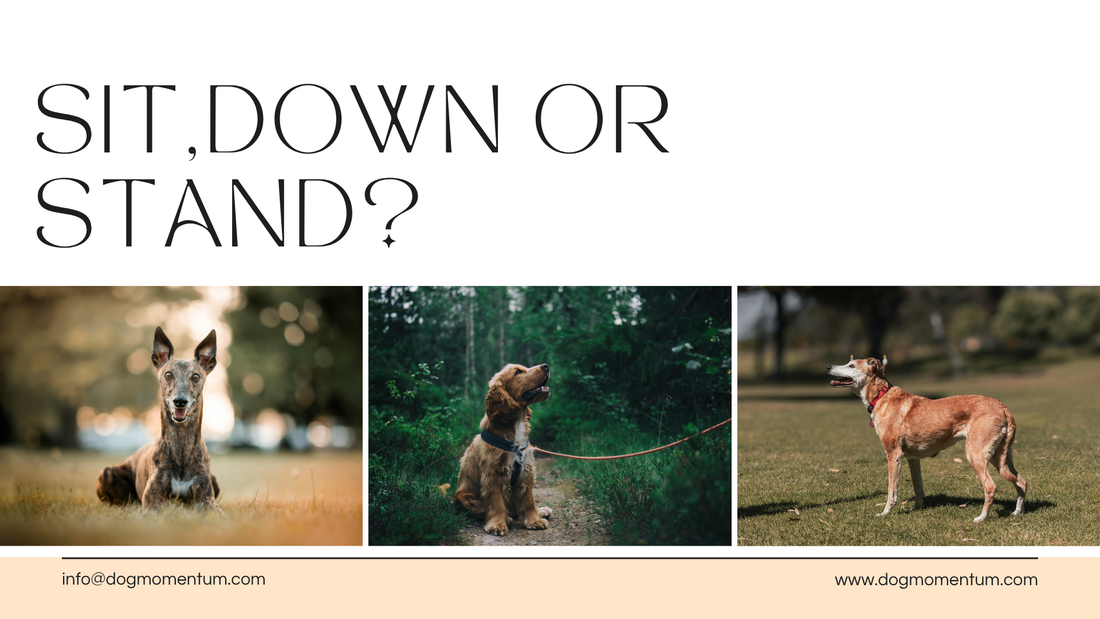 Which Start Position Is The Fastest in Dog Agility?