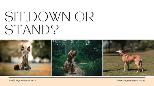 Which Start Position Is The Fastest in Dog Agility?
